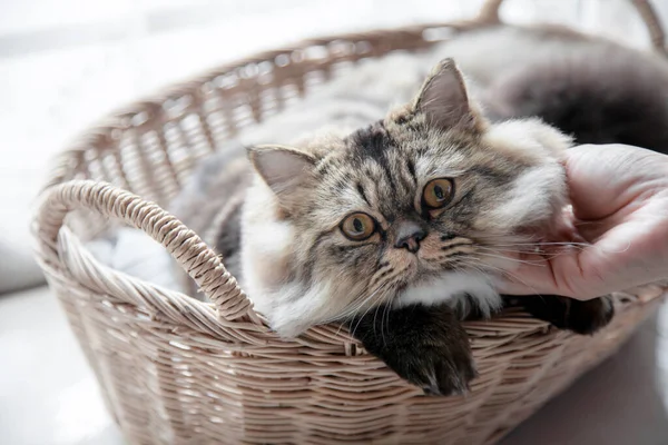 stock image Cat in the basket. Persian Cat kitten cute sitting in the basket at home. Close up, copy space.