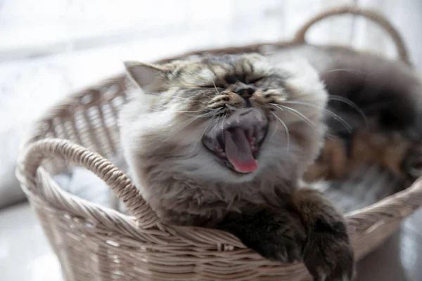 Katze Korb Persische Katzenkätzchen Niedlich Sitzt Korb Hause Nahaufnahme Kopierraum — Stockfoto