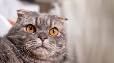 İskoç kedisi çok güzel. Küçük İskoç kıvrımlı kedi sevimli, tüylü evcil kedi yavrusu kendini mutlu ve kedi kadar rahat hissediyor. Hayvanları sevmek. .