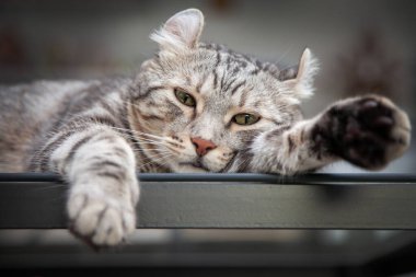 Kedi gümüşi tekir rengi hangi kulaklar, sevimli zencefilli kedi yavrusu poz verirken rahatça mutludur. Amerikan Curl kedisi ve Amerikan Short Hair kedi yetiştiricisinden geliyor..