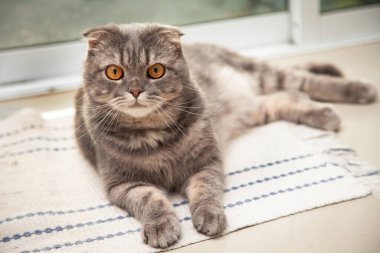 İskoç kedisi çok güzel. Küçük İskoç kıvrımlı kedi sevimli, tüylü evcil kedi yavrusu kendini mutlu ve kedi kadar rahat hissediyor. Hayvanları sevmek. .
