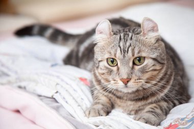 Kedi gümüşi tekir rengi hangi kulaklar, sevimli zencefilli kedi yavrusu poz verirken rahatça mutludur. Amerikan Curl kedisi ve Amerikan Short Hair kedi yetiştiricisinden geliyor..