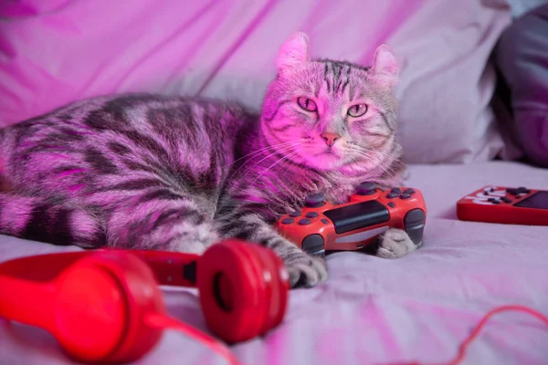 Cat gamer with controller headphone want to challenge playing video game online. Cyber Neon Lights Style. professional streamers gaming cat concept