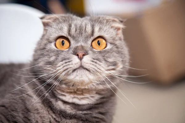 Scottish Fold Cat Breed Lovely Kleine Schottische Falte Katze Süße — Stockfoto