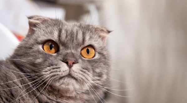 Kucing Lipatan Skotlandia Indah Anak Kucing Lucu Berambut Pirang Hewan — Stok Foto
