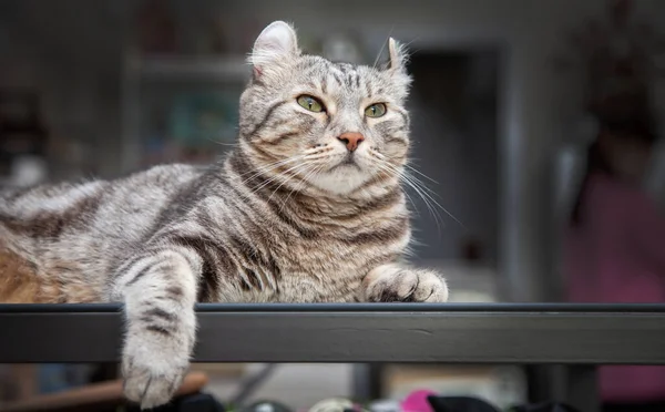 Cat Silver Tabby Szín Melyik Fül Roll Aranyos Gyömbér Cica — Stock Fotó