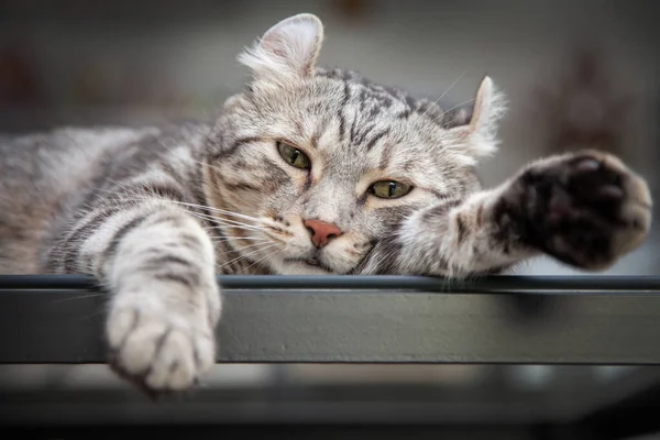 Cat Silver Colore Tabby Quali Orecchie Rotolare Carino Gattino Zenzero — Foto Stock