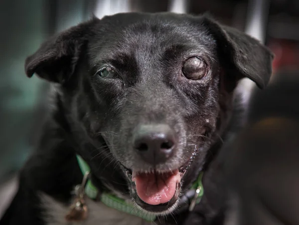Kör köpek. Köpeklerde glaukoma. Göz küresinin yüksek basınçlı olması ve göz küresinden çıkan sıvıyı emememe durumu..