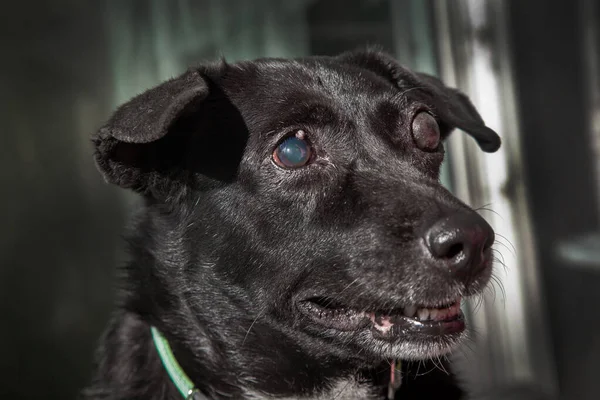 Kör köpek. Köpeklerde glaukoma. Göz küresinin yüksek basınçlı olması ve göz küresinden çıkan sıvıyı emememe durumu..