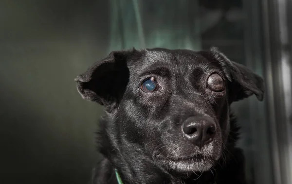 Kör köpek. Köpeklerde glaukoma. Göz küresinin yüksek basınçlı olması ve göz küresinden çıkan sıvıyı emememe durumu..