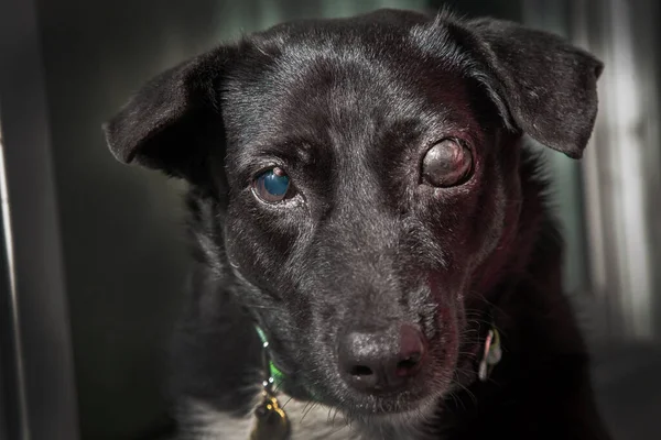 Kör köpek. Köpeklerde glaukoma. Göz küresinin yüksek basınçlı olması ve göz küresinden çıkan sıvıyı emememe durumu..