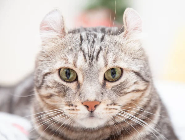 猫シルバーのタビーカラーふわふわのペットのポーズにかわいい生姜子猫を転がす耳が心地良いです アメリカのカール猫とアメリカのショートヘア猫繁殖家に由来する猫の品種 — ストック写真
