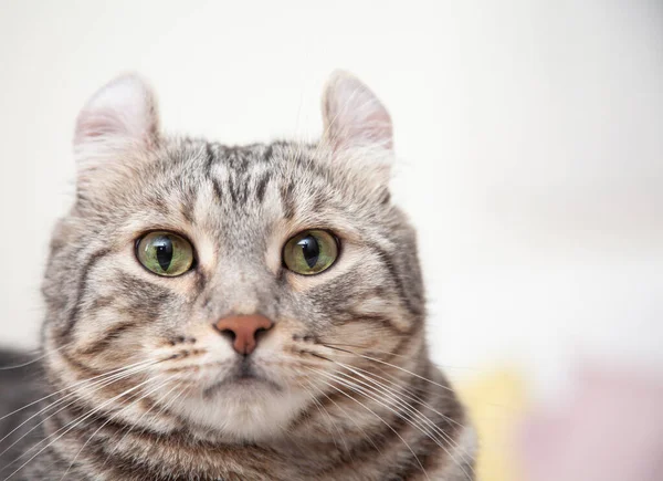 Cat Silver Tabby Szín Melyik Fül Roll Aranyos Gyömbér Cica — Stock Fotó