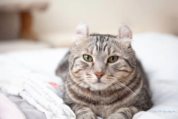 Cat Silver tabby color Which ears, roll cute ginger kitten in the fluffy pet Poses comfortably is happy. Cat breed originated from American Curl cat and American Short Hair cat breeder.