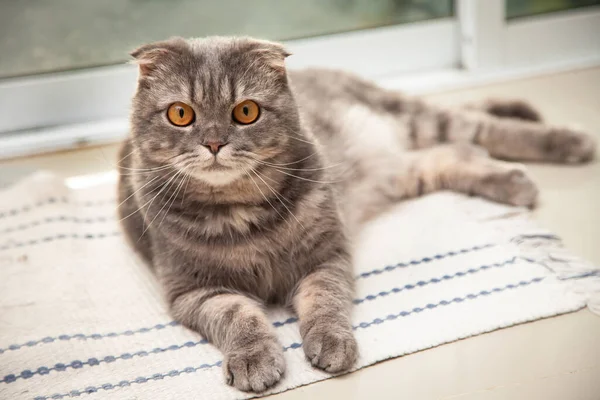 Scottish fold cat breed lovely. Little scottish fold Cat cute ginger kitten in the fluffy pet is feeling happy and cat lovely comfortable . love to animals pet concept .