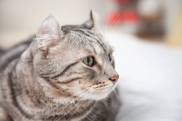 Cat Silver Colore Tabby Quali Orecchie Rotolare Carino Gattino Zenzero — Foto Stock