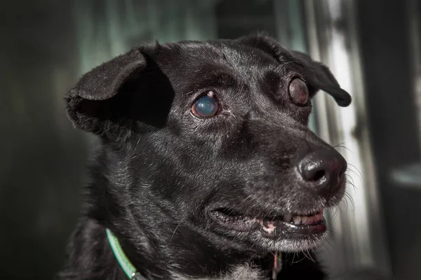 Blind Hund Glaukom Hos Hundar Det Ett Tillstånd Där Ögongloben Stockbild