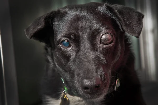 Сліпий Собака Глаукома Собак Стан Якому Очне Яблуко Має Високий Стокове Зображення
