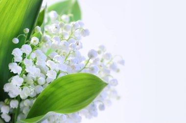 Beyaz arka planda, vadinin kar beyazı zambaklarından oluşan bir buket. Bahar ormanı çiçekleri.