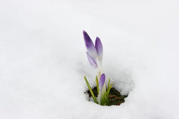 Güzel bahar çiçekli ampulü Crocus tommasinianus, eriyen karlar gibi ortaya çıkar. Baharın ilk belirtileri.