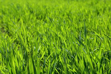 Arka planda yeşil çimenleri kaybet.