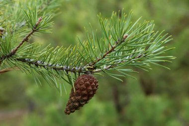Orman arka planında bir yumru olan çam dalı.