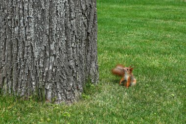 Bir ağacın yanındaki yeşil çimlerde sincap..