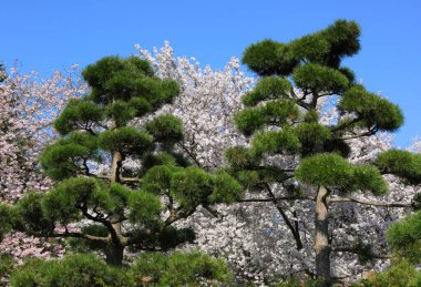 Hamburg 'daki Botanik Bahçesi. Nisan öğleden sonra Japon çamı ve sakura ağacı.