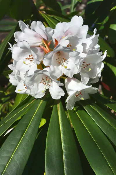 Beyaz rhododendron çiçeği. Bahçedeki harika beyaz çiçekler baharda çiçek açar..