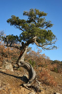 Ardıç. Tepenin yamacında güneşli bir sonbahar gününde ardıç. Kırım.