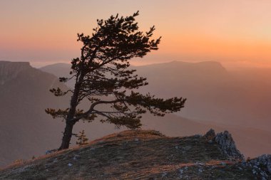 Dağda gün batımı. Akşamları Kırım dağlarında bir uçurumun kenarında çam.