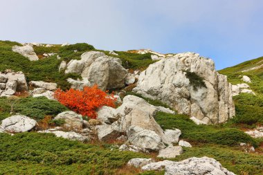 Sonbaharda yüksek bir dağdaki kayaların arasındaki ardıç çalılıkları. Muhteşem renkli dağ manzarası.