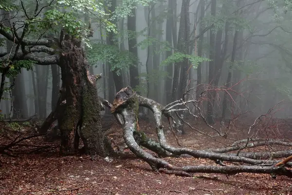 Eski kayın. Sisli bir günde dağ ormanında yaşlı bir kayın..