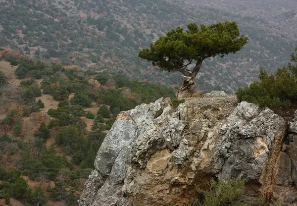 Kırım 'da kayadaki ardıç ağacı.