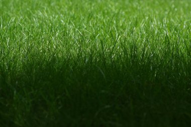 Arka plan olarak çimenlikteki yeşil çimenleri kaybet.