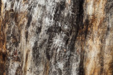 Ahşap dokular. Ağacın kabuksuz çürük yüzeyi.