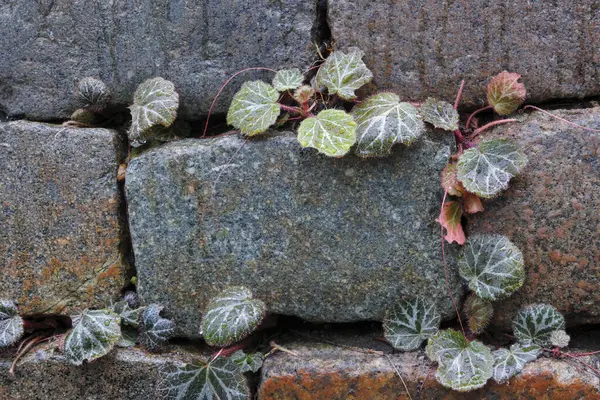 Çilekli begonya, ya da Saxifraga stolonifera, bahçedeki taş bir duvarda yetişiyor..