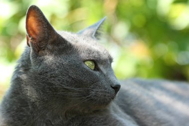 Gri kedi. Zarif Rus Mavi kedisi güneşli bir yaz gününde huzur içinde uzanıyor ve uzaklara bakıyor..