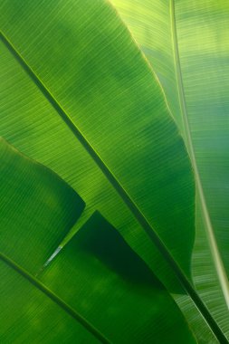 Yağmurdan sonra güneşin altında kalan egzotik bir bitkinin ıslak yaprakları. Bir tropik bitkinin yaprağının yüzeyi tasarımın doğal arka planıdır..