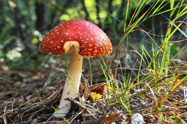 Amanita zehirli mantarlar ormanda yetişir..