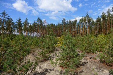 Ormanda dikilmiş çam ağaçları. Ormanda açık havada genç kozalaklı ağaçlar yetişiyor..
