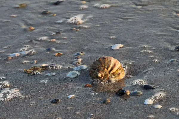 Dalgalarda deniz kabuğu. Sabah güneşinde deniz kıyısında yatan kabuğun sarmal yapısı..