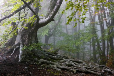 Sisli havada dağlarda vahşi kayın ormanları. Kök sistemine sahip eski bir kayın..