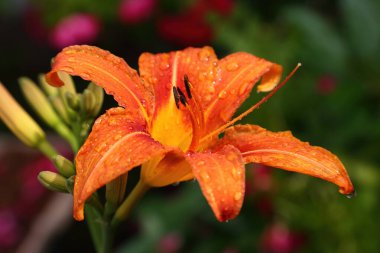 Bahçedeki turuncu zambak. Yazın yağmurlu havalarda taç yaprakları üzerine su damlaları.