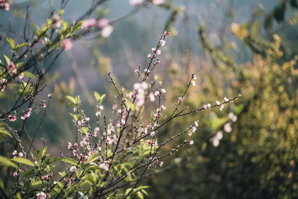 stock image A branch of The Japanese cherry tree with flowers at dark background. Selective focus