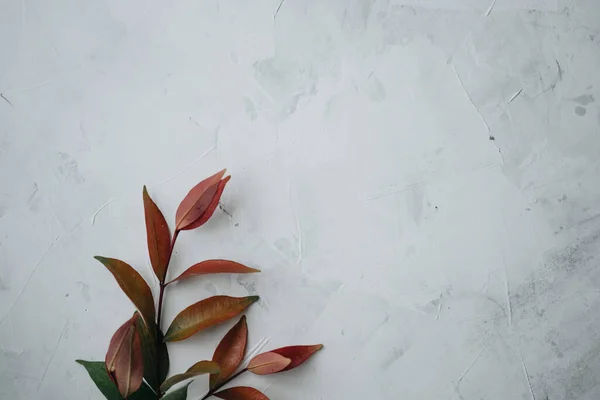 山楂属植物的一个分枝 背景为白色 高质量的照片 — 图库照片