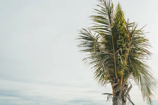 天空背景下的棕榈树 高质量的照片 — 图库照片