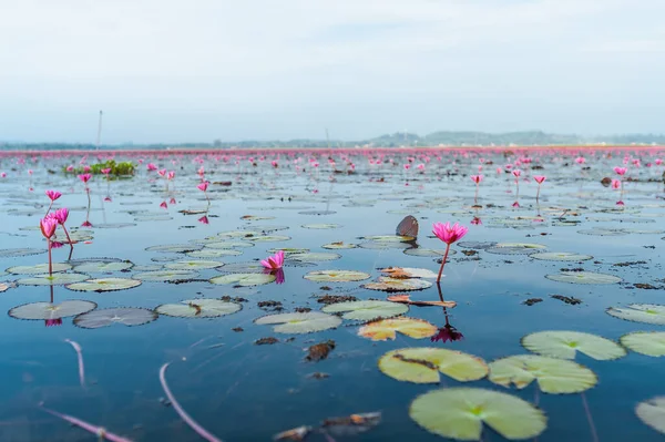 สนามดอกบ ชมพ ทะเลสาบท งหว ประเทศไทย ภาพถ ายค ณภาพส — ภาพถ่ายสต็อก