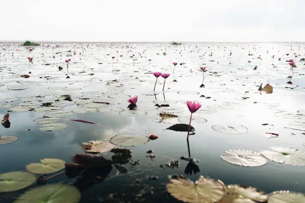 สนามดอกบ ชมพ ทะเลสาบท งหว ประเทศไทย ภาพถ ายค ณภาพส — ภาพถ่ายสต็อก