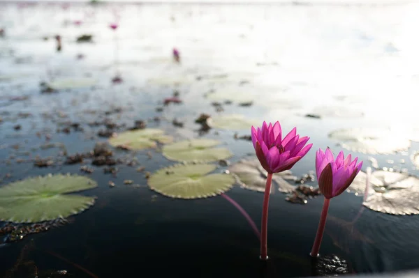 Rosa Lotusfält Vid Thale Noi Sjön Phatthalung Provinsen Thailand Högkvalitativt — Stockfoto